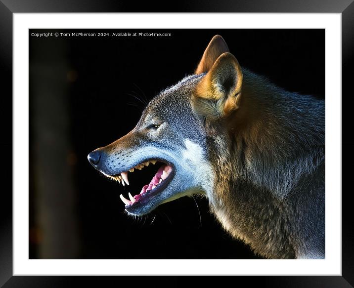 Angry Wolf Framed Mounted Print by Tom McPherson
