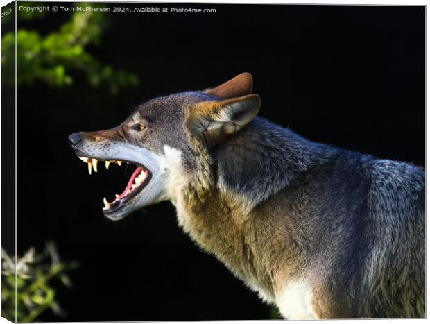 Angry Wolf Canvas Print by Tom McPherson