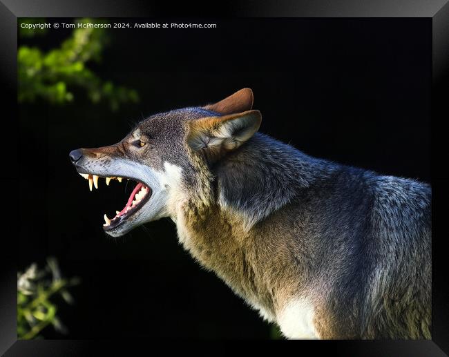 Angry Wolf Framed Print by Tom McPherson