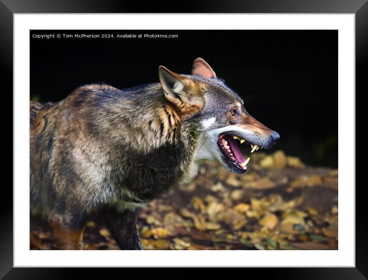 Angry Wolf Framed Mounted Print by Tom McPherson