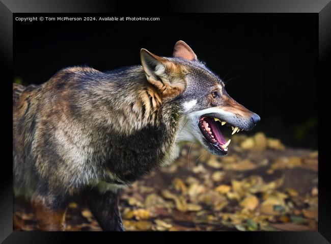 Angry Wolf Framed Print by Tom McPherson