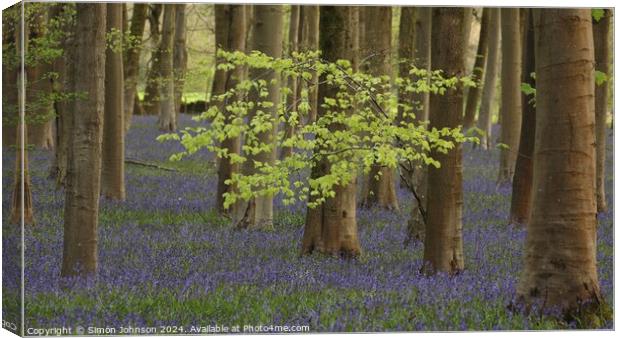 Plant tree Canvas Print by Simon Johnson