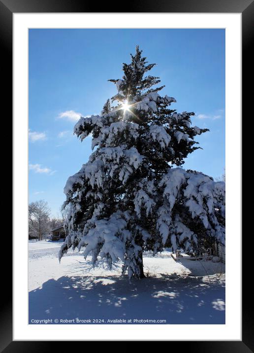 Evergreen Tree with Snow in the Winter Framed Mounted Print by Robert Brozek