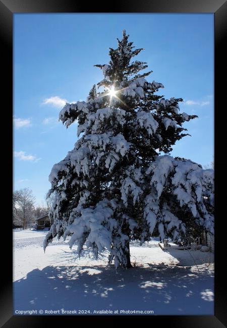 Evergreen Tree with Snow in the Winter Framed Print by Robert Brozek