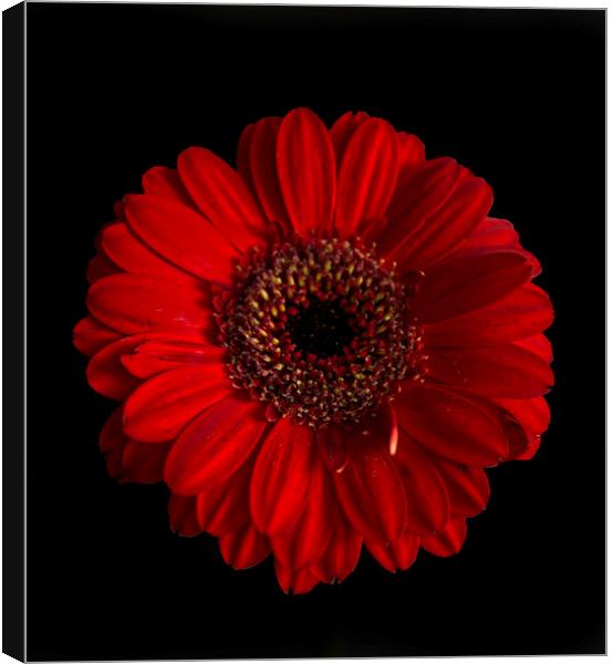 Red Gerbera Flower Canvas Print by Alison Chambers
