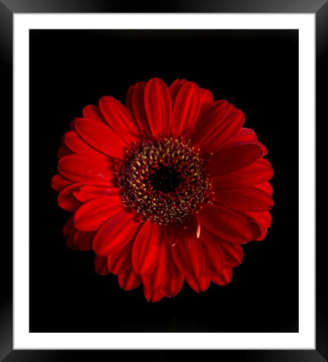 Red Gerbera Flower Framed Mounted Print by Alison Chambers