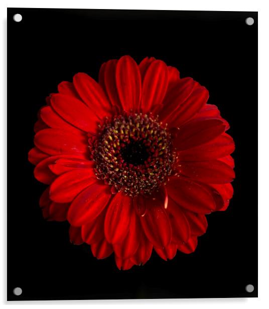 Red Gerbera Flower Acrylic by Alison Chambers