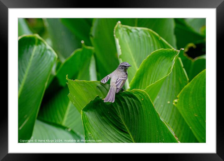 Bird relaxing on the leafs Framed Mounted Print by Rene Kluge