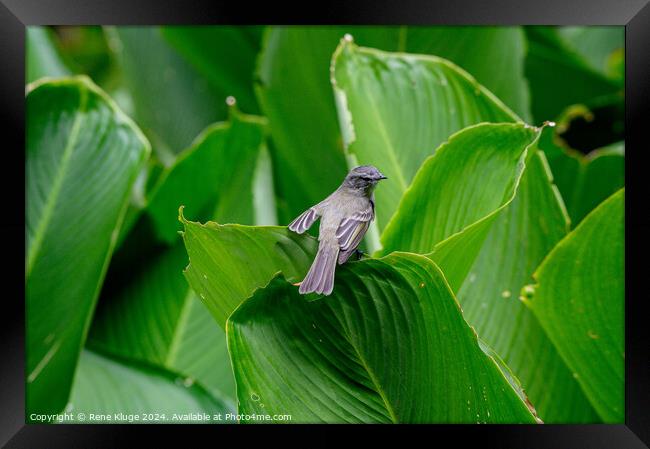 Bird relaxing on the leafs Framed Print by Rene Kluge