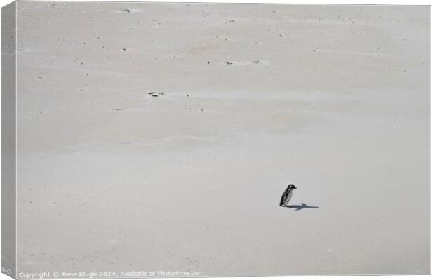 Lonely Penguin  Canvas Print by Rene Kluge