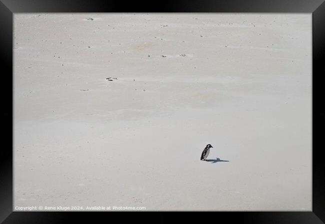 Lonely Penguin  Framed Print by Rene Kluge