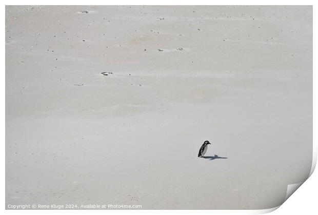 Lonely Penguin  Print by Rene Kluge