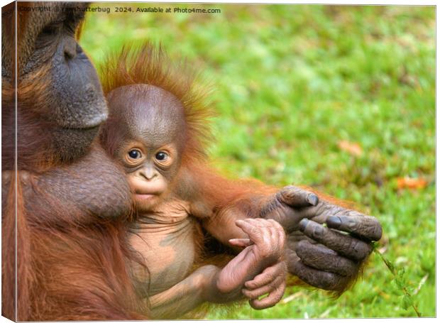 Cherished Orangutan Mother's Cuddle Canvas Print by rawshutterbug 