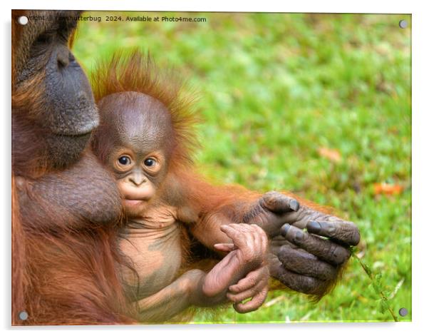 Cherished Orangutan Mother's Cuddle Acrylic by rawshutterbug 