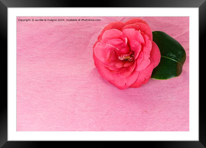 Camellia flower for Valentine's day Framed Mounted Print by aurélie le moigne