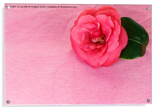 Camellia flower for Valentine's day Acrylic by aurélie le moigne