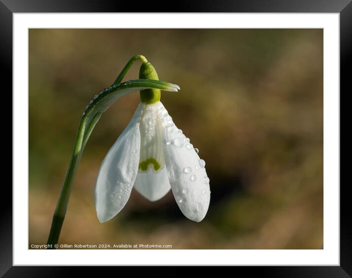 Solitary Snowdrop Framed Mounted Print by Gillian Robertson