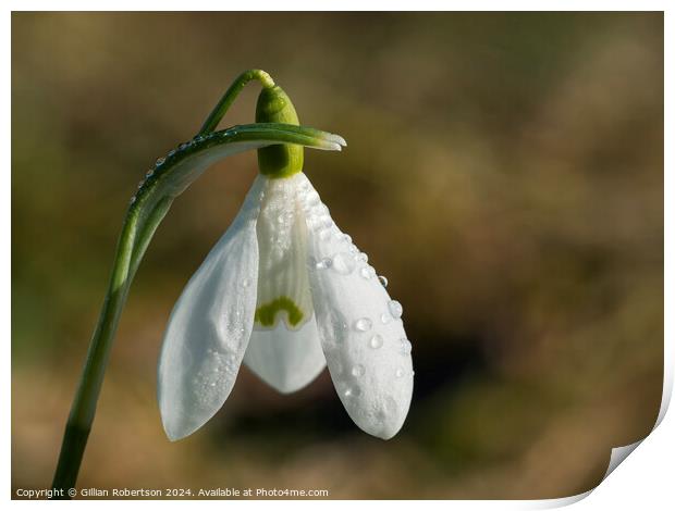 Solitary Snowdrop Print by Gillian Robertson