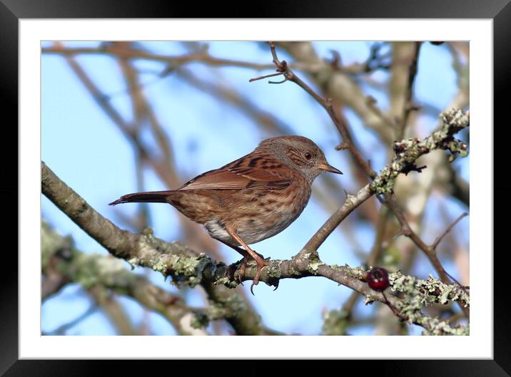 A Dunnock, perched on a tree branch Framed Mounted Print by Bryan 4Pics