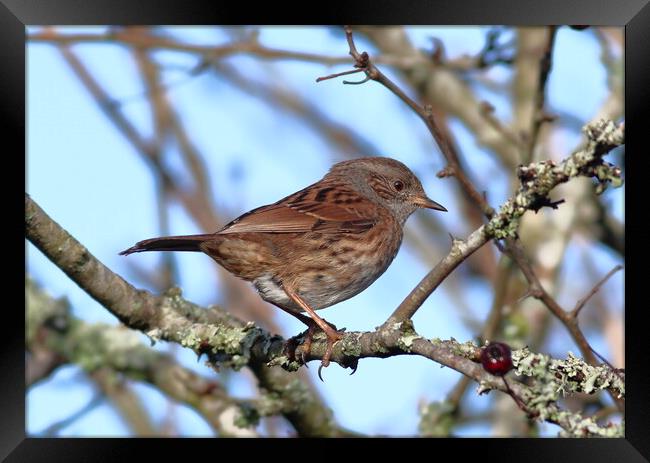 A Dunnock, perched on a tree branch Framed Print by Bryan 4Pics