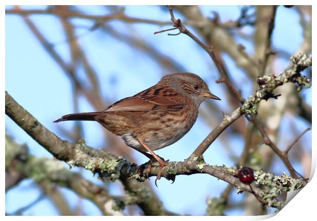A Dunnock, perched on a tree branch Print by Bryan 4Pics