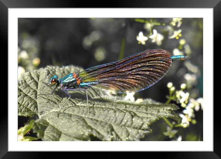 Beautiful Demoiselle Framed Mounted Print by Bryan 4Pics