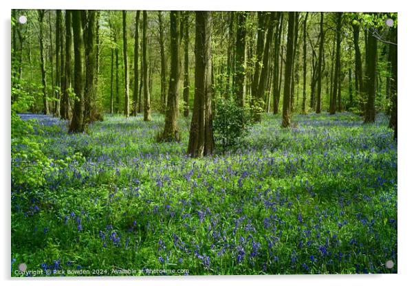 Bluebell Woods Acrylic by Rick Bowden