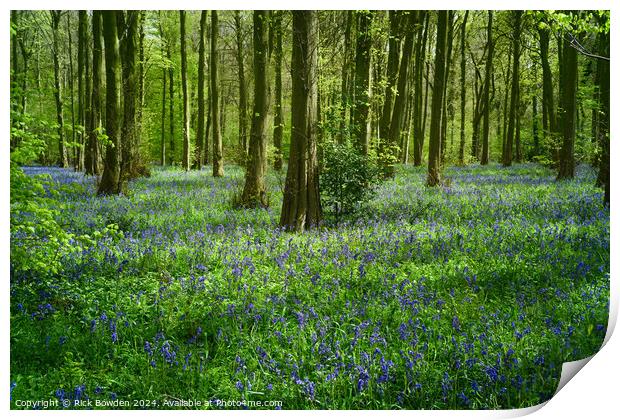 Bluebell Woods Print by Rick Bowden