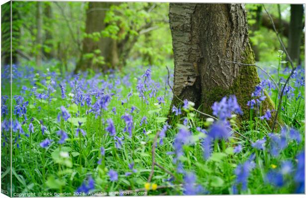 Bluebell Woods Canvas Print by Rick Bowden