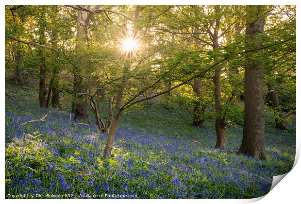 Bluebell Sun Star Print by Rick Bowden