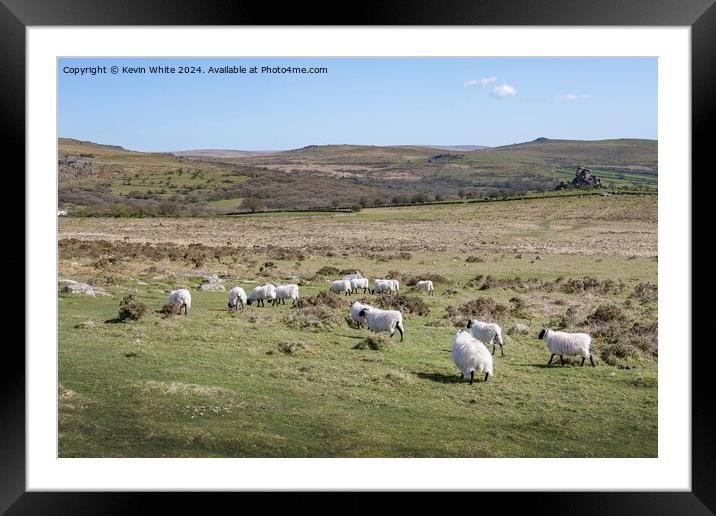 Black headed sheep grazing on Dartmoor Framed Mounted Print by Kevin White