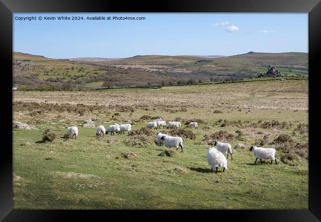Black headed sheep grazing on Dartmoor Framed Print by Kevin White