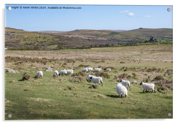 Black headed sheep grazing on Dartmoor Acrylic by Kevin White