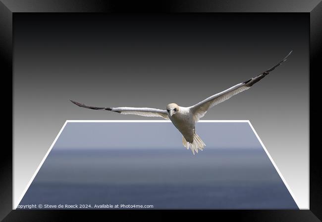 Gannet Flies Free Framed Print by Steve de Roeck