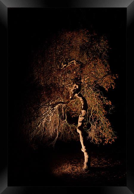 Tree at night Framed Print by Karl Thompson