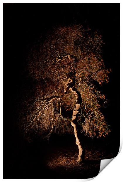 Tree at night Print by Karl Thompson