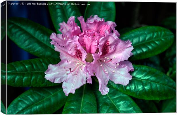 Rhododendron  Canvas Print by Tom McPherson