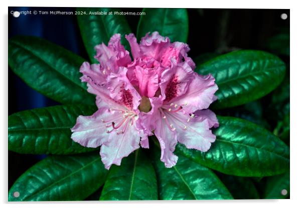 Rhododendron  Acrylic by Tom McPherson