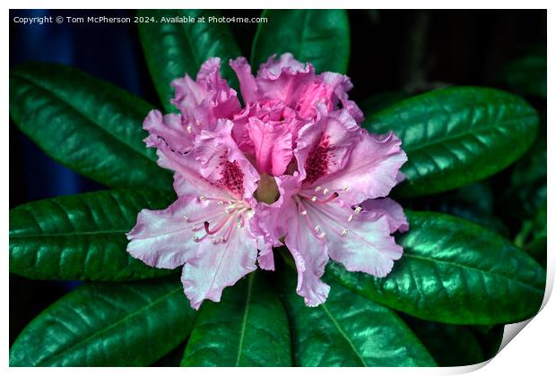 Rhododendron  Print by Tom McPherson