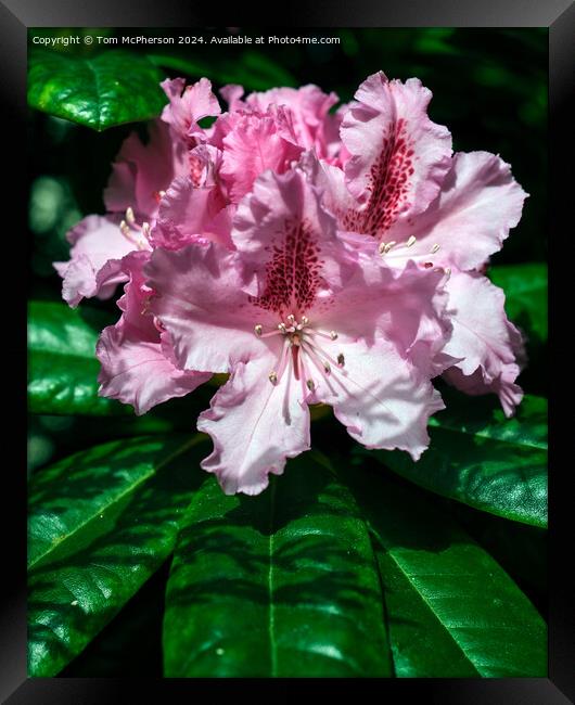Rhododendron  Framed Print by Tom McPherson