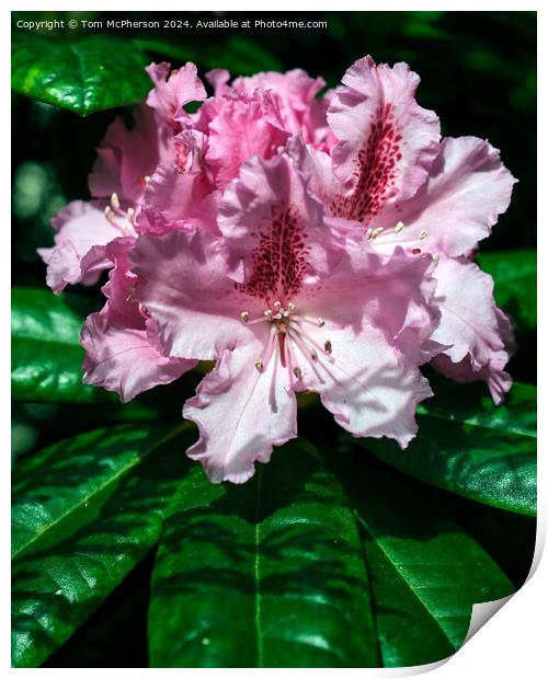 Rhododendron  Print by Tom McPherson