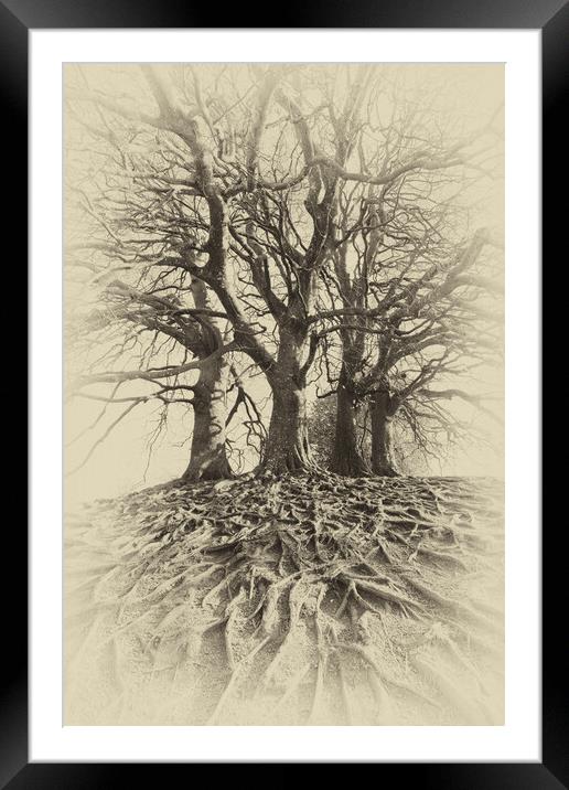 Sepia Beech Trees Framed Mounted Print by Mark Godden