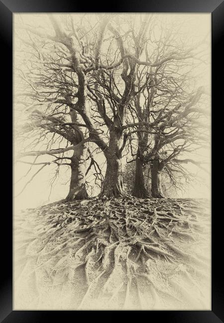 Sepia Beech Trees Framed Print by Mark Godden