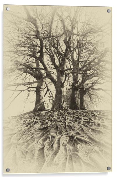 Sepia Beech Trees Acrylic by Mark Godden
