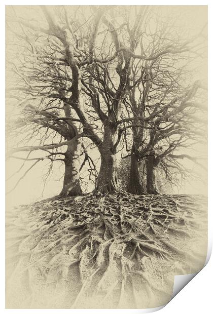 Sepia Beech Trees Print by Mark Godden