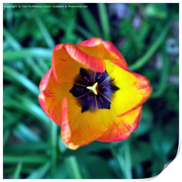 Tulip Print by Tom McPherson