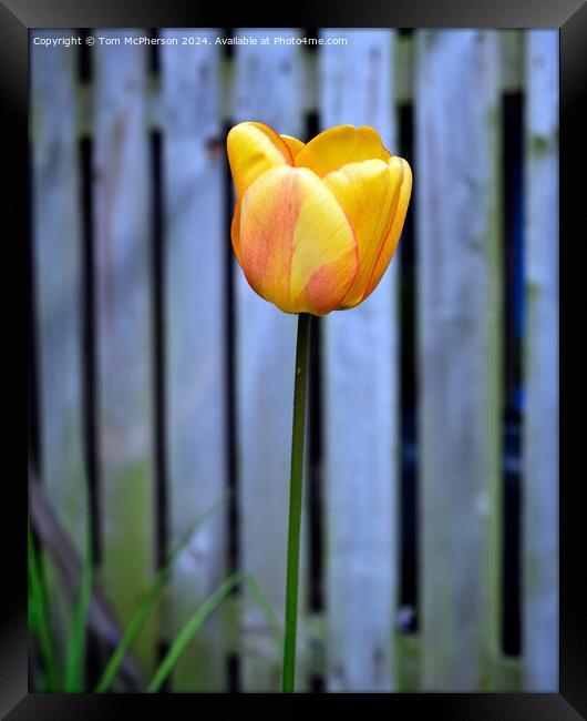 Tulip Framed Print by Tom McPherson