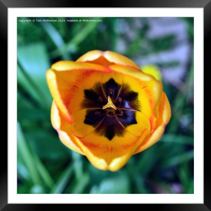 Tulip Framed Mounted Print by Tom McPherson