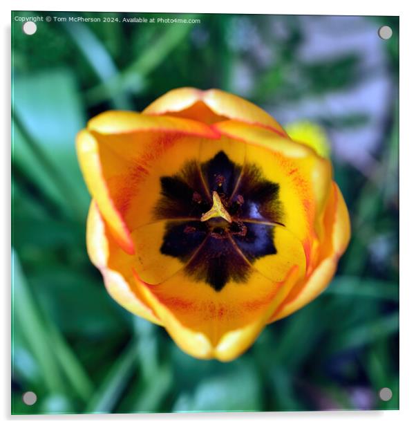 Tulip Acrylic by Tom McPherson