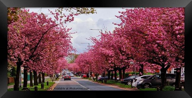 Cherry Blossoms Preston Framed Print by Michele Davis